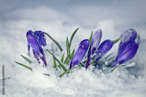Fototapeta Naklejka Na Ścianę i Meble -  Purple Crocus Flowers in Snow