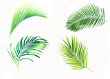 Set of palm leaves isolated on white background.