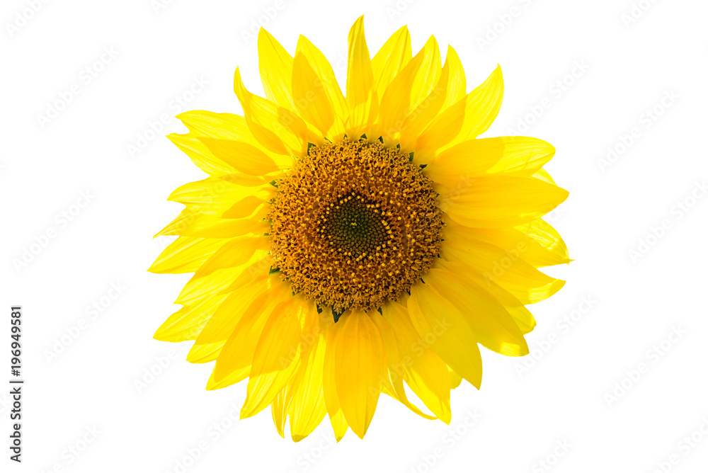 Fototapeta premium Sunflower isolated on white background