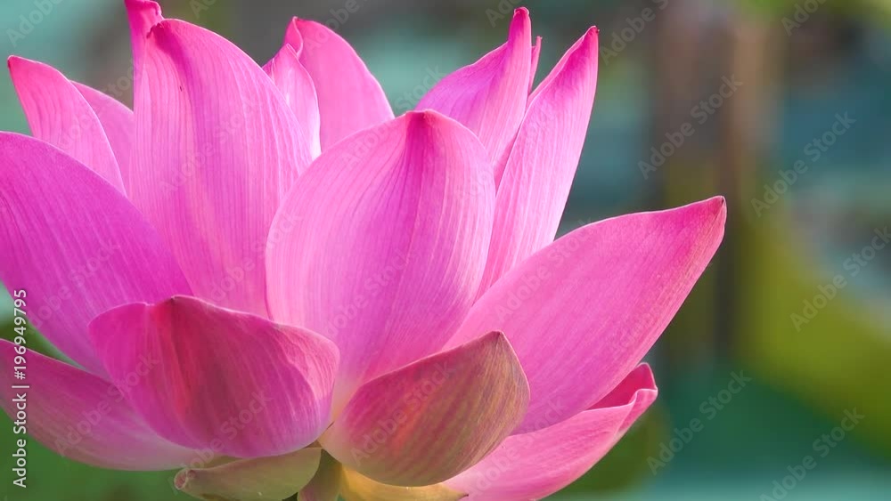 Pink lotus flower. Royalty high quality free stock image of a beautiful pink lotus flower. The background is the pink lotus flowers and yellow lotus bud in a pond. Peace scene in a countryside Pink lotus flower. Royalty high quality free stock image of a beautiful pink lotus flower. The background is the pink lotus flowers and yellow lotus bud in a pond. Peace scene in a countryside