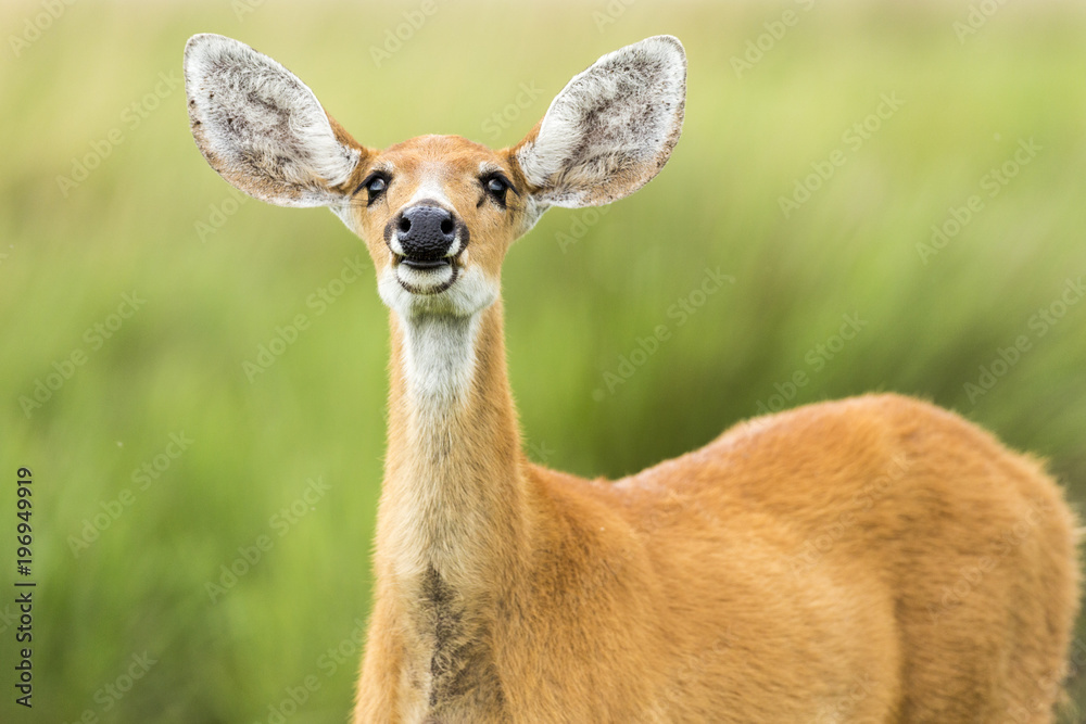 Female Marsh Deer (Blastocerus dichotomus) Female Marsh Deer (Blastocerus dichotomus)
