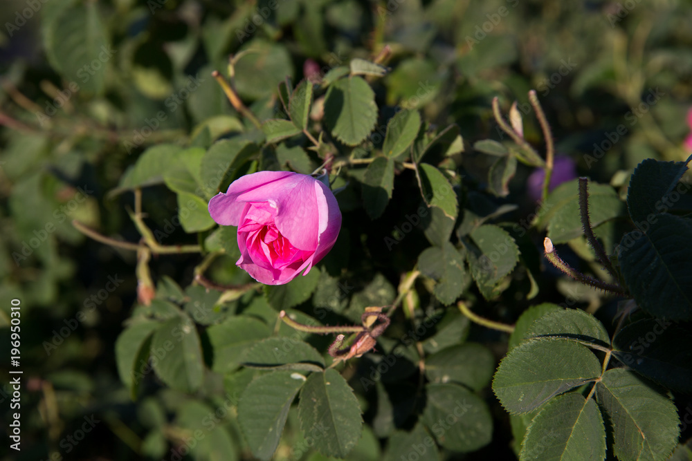 Fototapeta premium Rosa damascena in Barzok, Isfahan, Iran