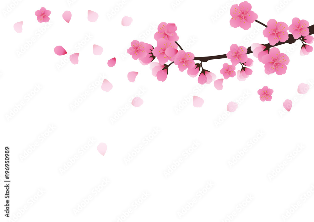 Cherry blossom,Sakura pink flowers  background.