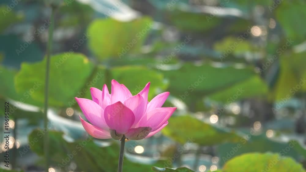 Pink lotus flower. Royalty high quality free stock image of a beautiful pink lotus flower. The background is the pink lotus flowers and yellow lotus bud in a pond. Peace scene in a countryside Pink lotus flower. Royalty high quality free stock image of a beautiful pink lotus flower. The background is the pink lotus flowers and yellow lotus bud in a pond. Peace scene in a countryside