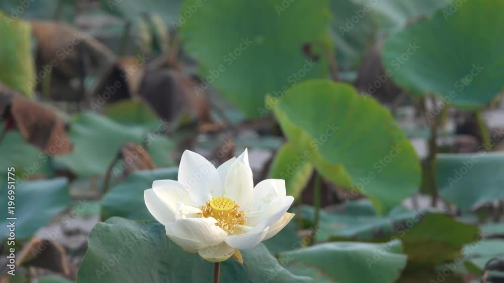 White lotus flower. Royalty high quality free stock image of a white lotus flower. The background is the lotus leaf and white lotus flower and yellow lotus bud in a pond. Peace scene in a countryside