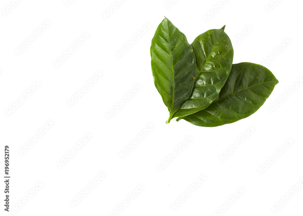Fototapeta premium fresh green coffee leaves