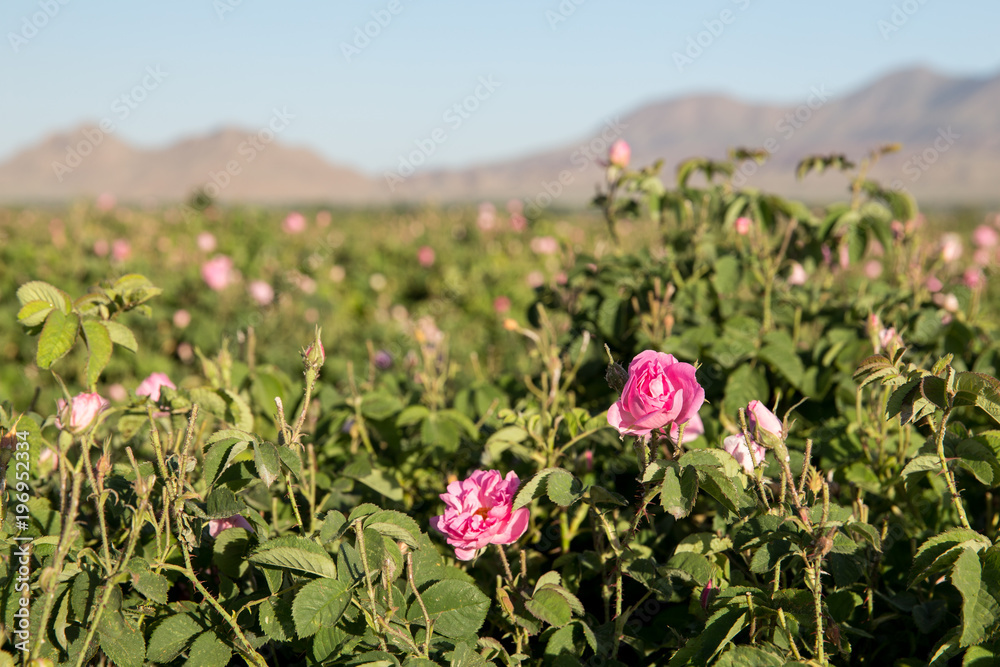 Fototapeta premium Rosa damascena in Barzok, Isfahan, Iran