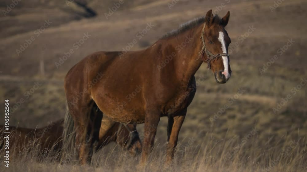 a horse in the rays of a sunset on a pasture a horse in the rays of a sunset on a pasture