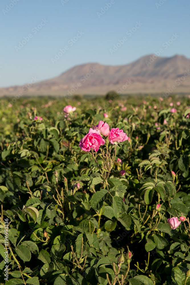 Obraz premium Rosa damascena in Barzok, Isfahan, Iran