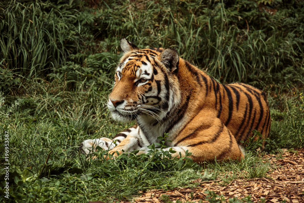 Tiger Tiger