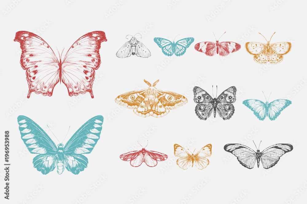 Obraz premium Illustration drawing style of butterfly collection