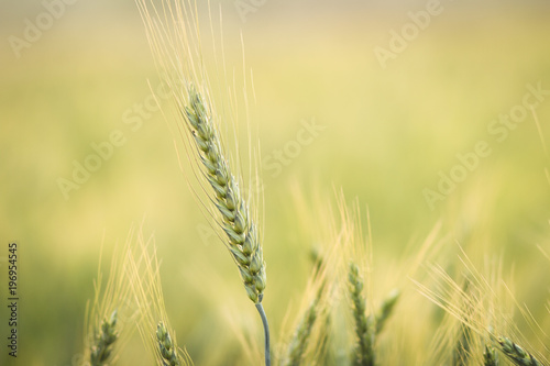Green barley field Nature background  