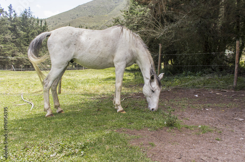 side view of a horse at his lunch break, walking in a farm
