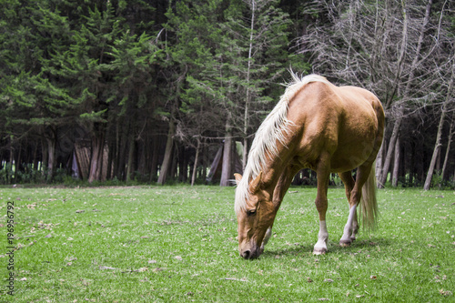 side view of a horse at his lunch break, walking in a farm