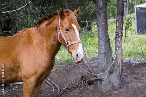 side view of a horse at his lunch break, walking in a farm