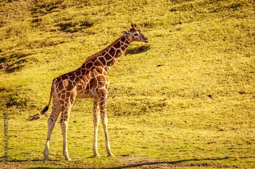 Obraz Baby Giraffe