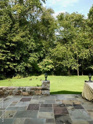 Wild turkey on a green grass lawn in the backyard of a family mansion / house in Connecticut (USA) on a sunny day with a patio in the front