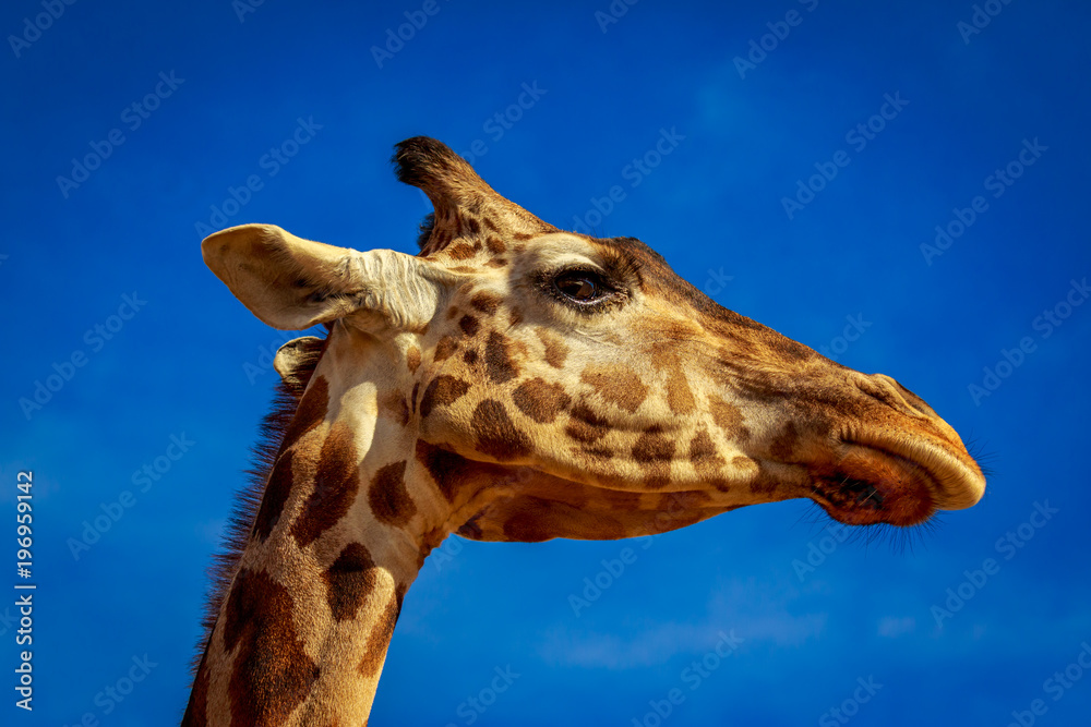 Naklejka premium Giraffe Head Portrait