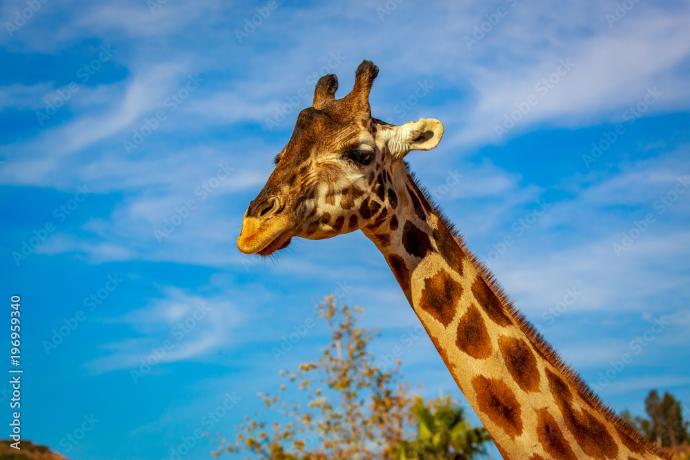 Obraz premium Giraffe Head Portrait