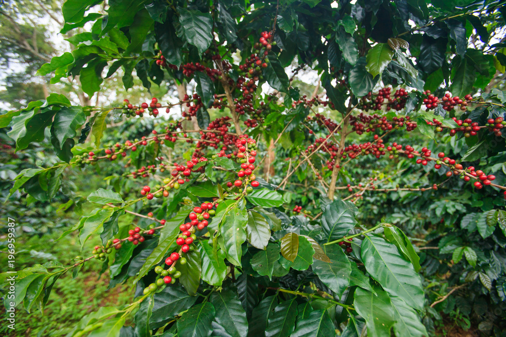 Ripe Arabica coffee berries in a coffee plantation.