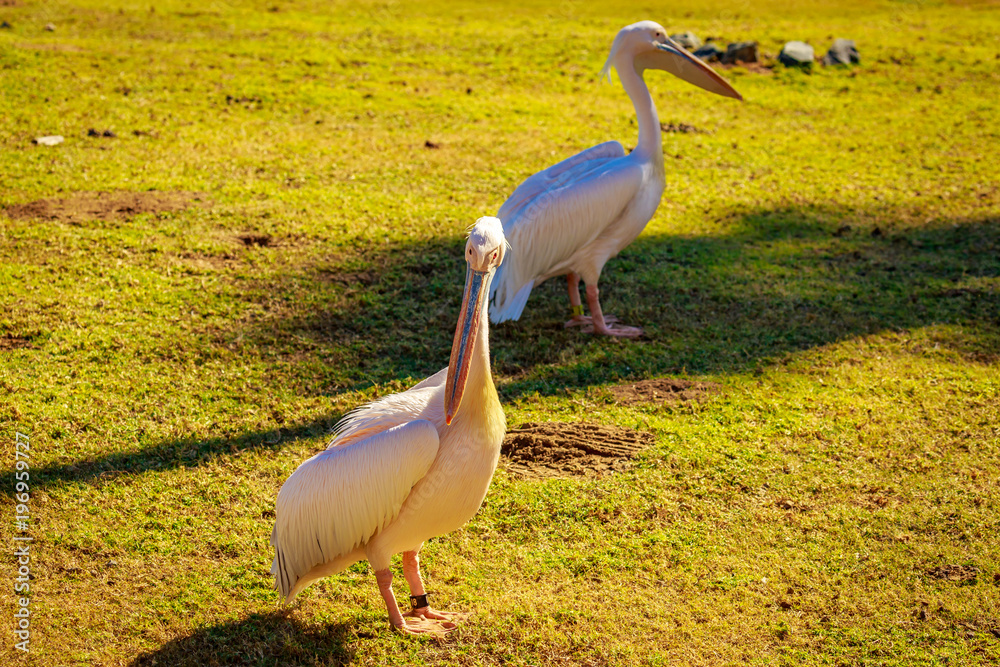Fototapeta premium Great white pelican