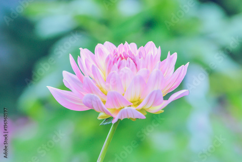 Fototapeta Naklejka Na Ścianę i Meble -  background nature Flower dahlia pink. pink flowers. background blur green