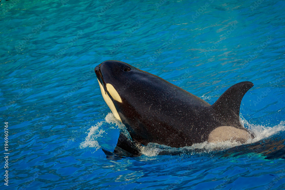 Fototapeta premium Killer Whale in water