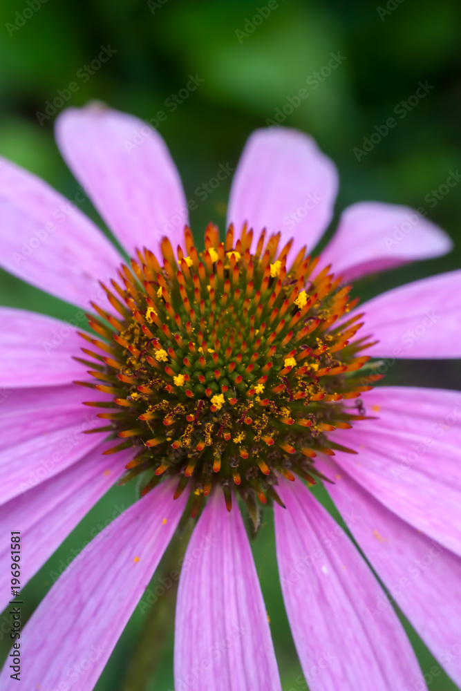 Closeup of Echinacea flower in the summer time Closeup of Echinacea flower in the summer time