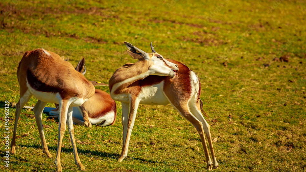 Springbok Springbok