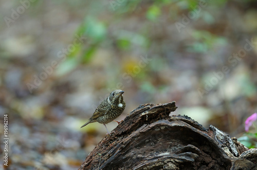 Female of white-throated Rock Thrush © forest71