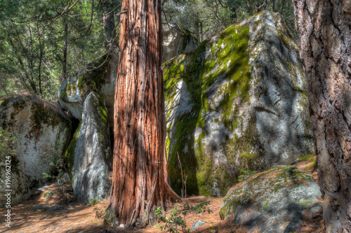 Sequoia Mossy Rocks