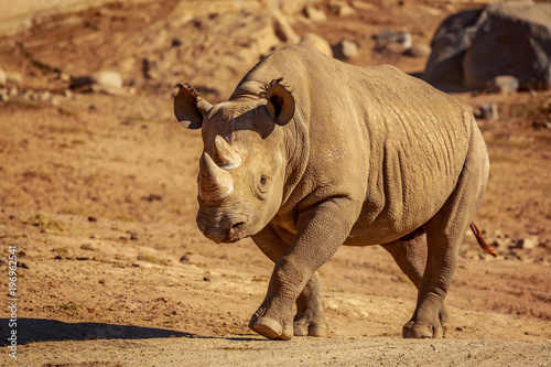 White Rhinoceros