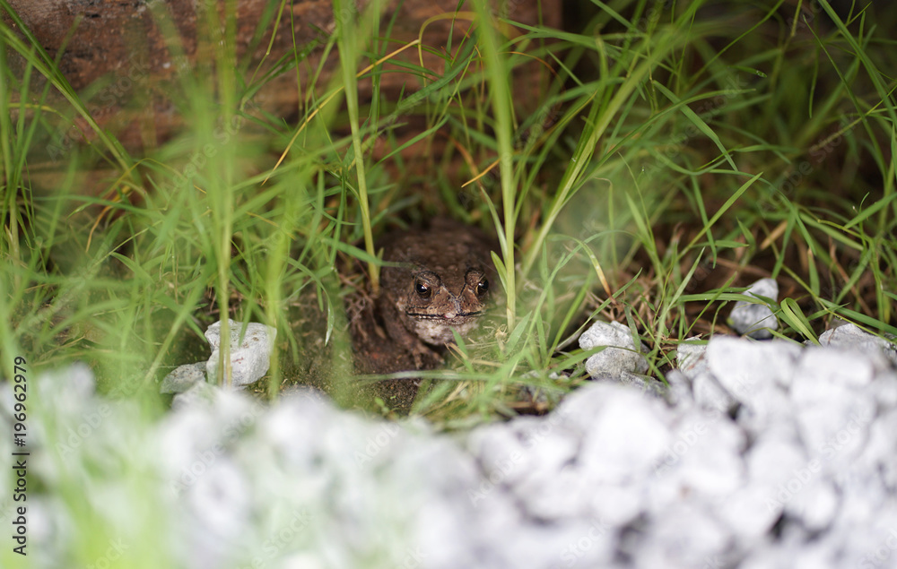Toad on the ground with rock foreground Toad on the ground with rock foreground