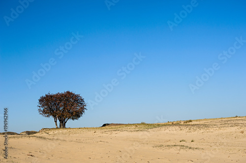 Fototapeta Naklejka Na Ścianę i Meble -  A lonely tree in outside