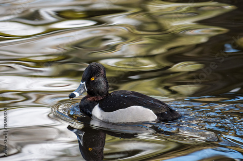 goldeneye duck swimming in the river