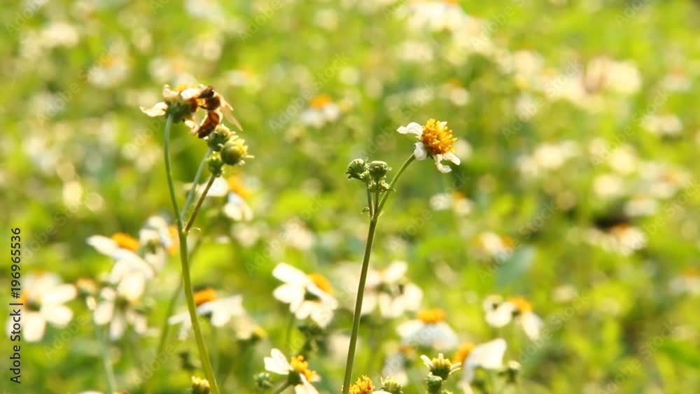 Grass flowers with bee in the field Grass flowers with bee in the field