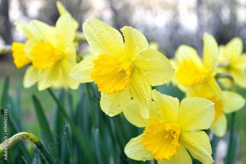 Fototapeta Naklejka Na Ścianę i Meble -  spring flowering narcissus / photography with scene flowering in garden spring narcissus
