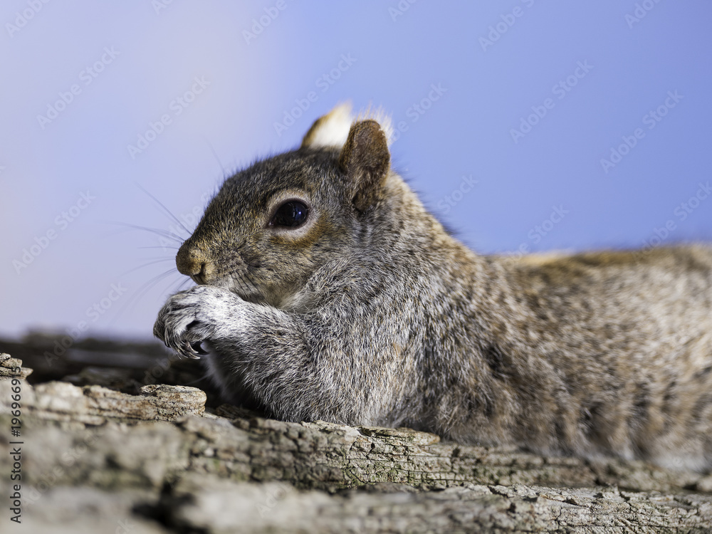 Fancy Boston Squirrel Fancy Boston Squirrel