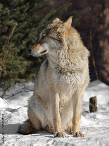 Eurasian wolf (Canis lupus lupus) sits on snow in cold winter
