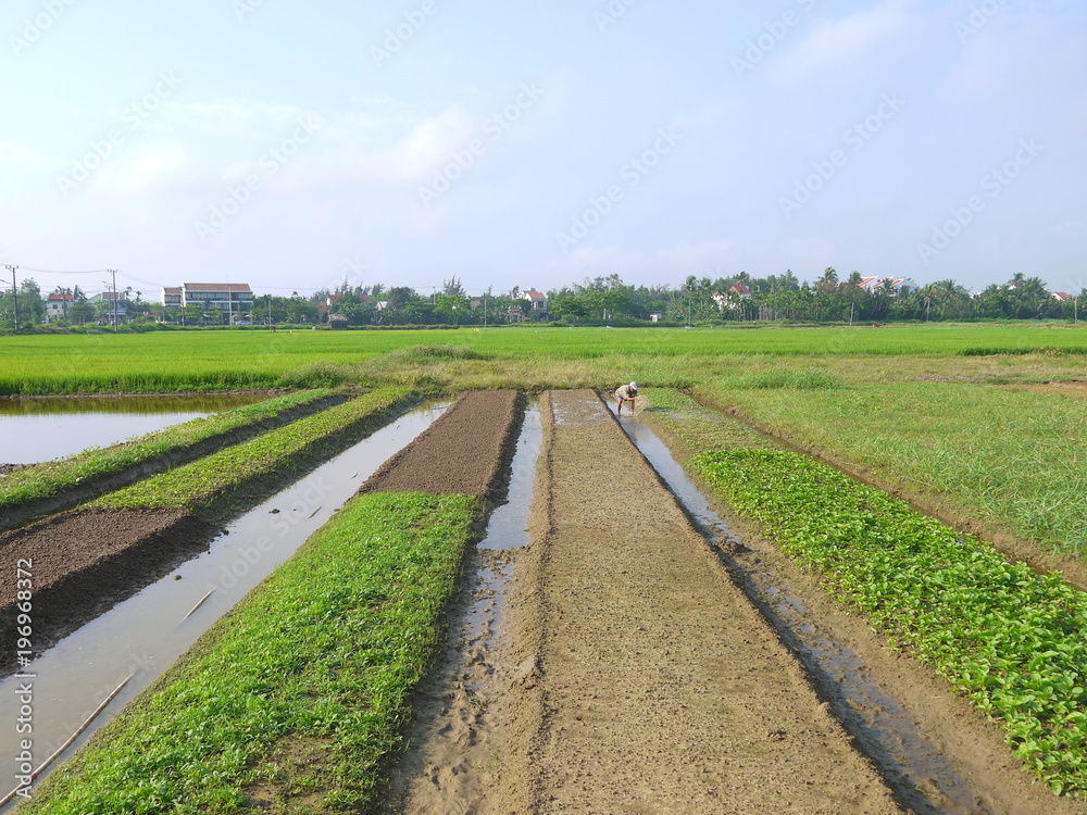 Woman raking preparing the soil on vegetable field early morning in Hoi An Vietnam Woman raking preparing the soil on vegetable field early morning in Hoi An Vietnam