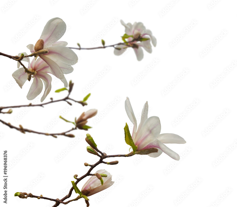 Magnolia stellata isolated on white background