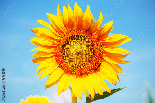 Sunflower with the bright sky.