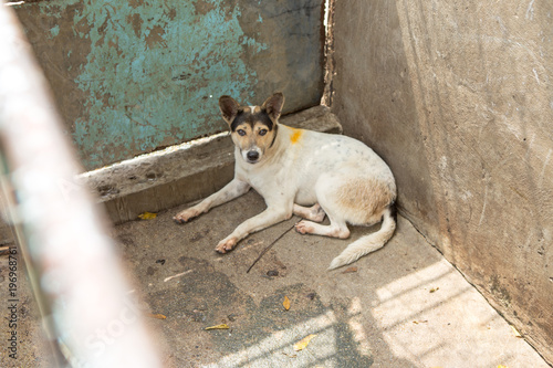 Shelter for homeless dogs © ponsatorn