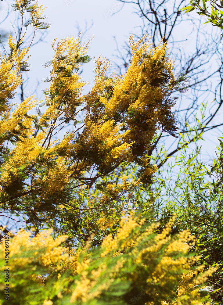 part of blooming mimosa tree part of blooming mimosa tree