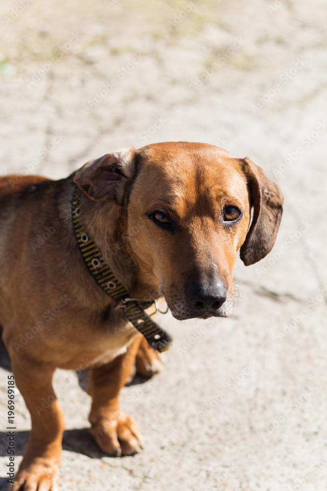 cute brown dog portrait