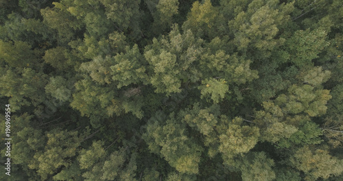 Aerial top view over summer forest on a cloudy day