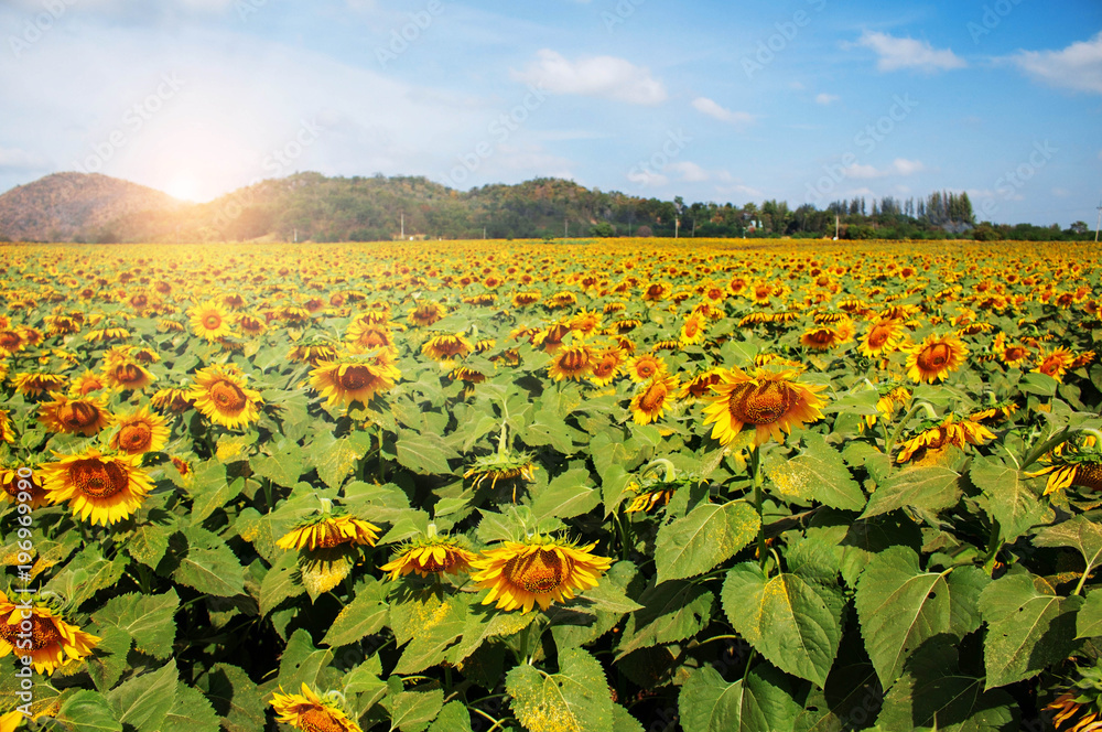 Fototapeta premium Sunflower with sunlight during the day.