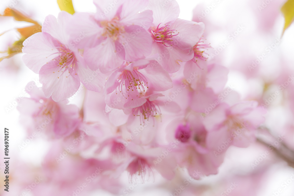 河津桜