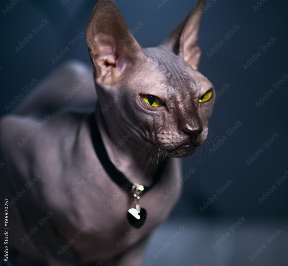Portrait of a sphynx cat
