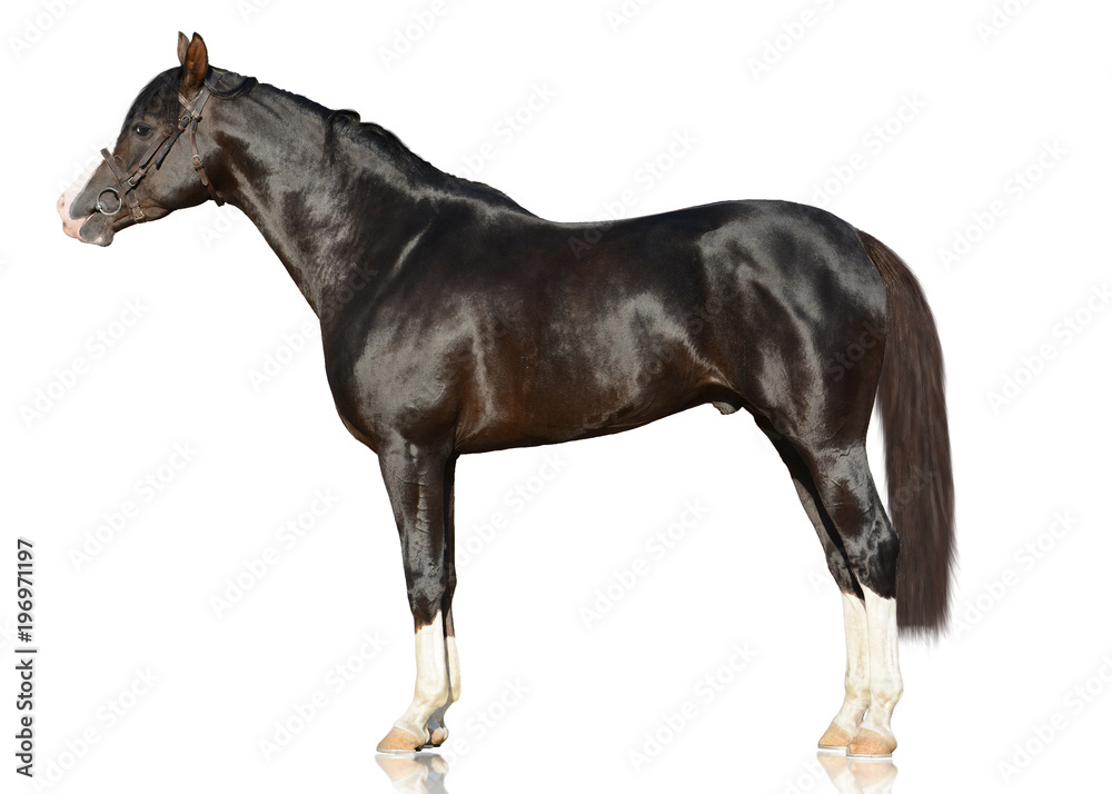 The brown powerfull Arabian horse standing isolated on white background. side view